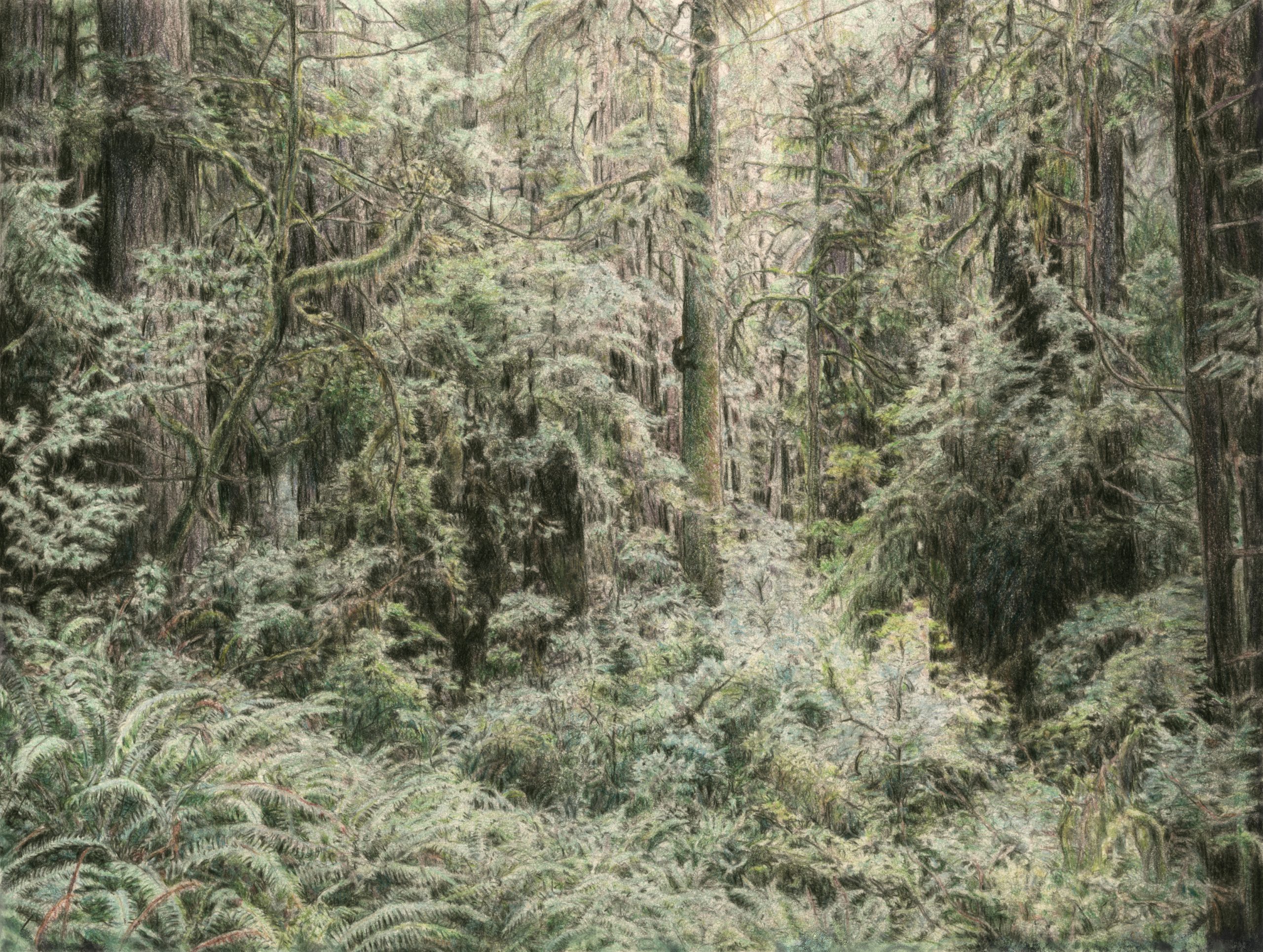 Small Bear Big Forest forest primeval