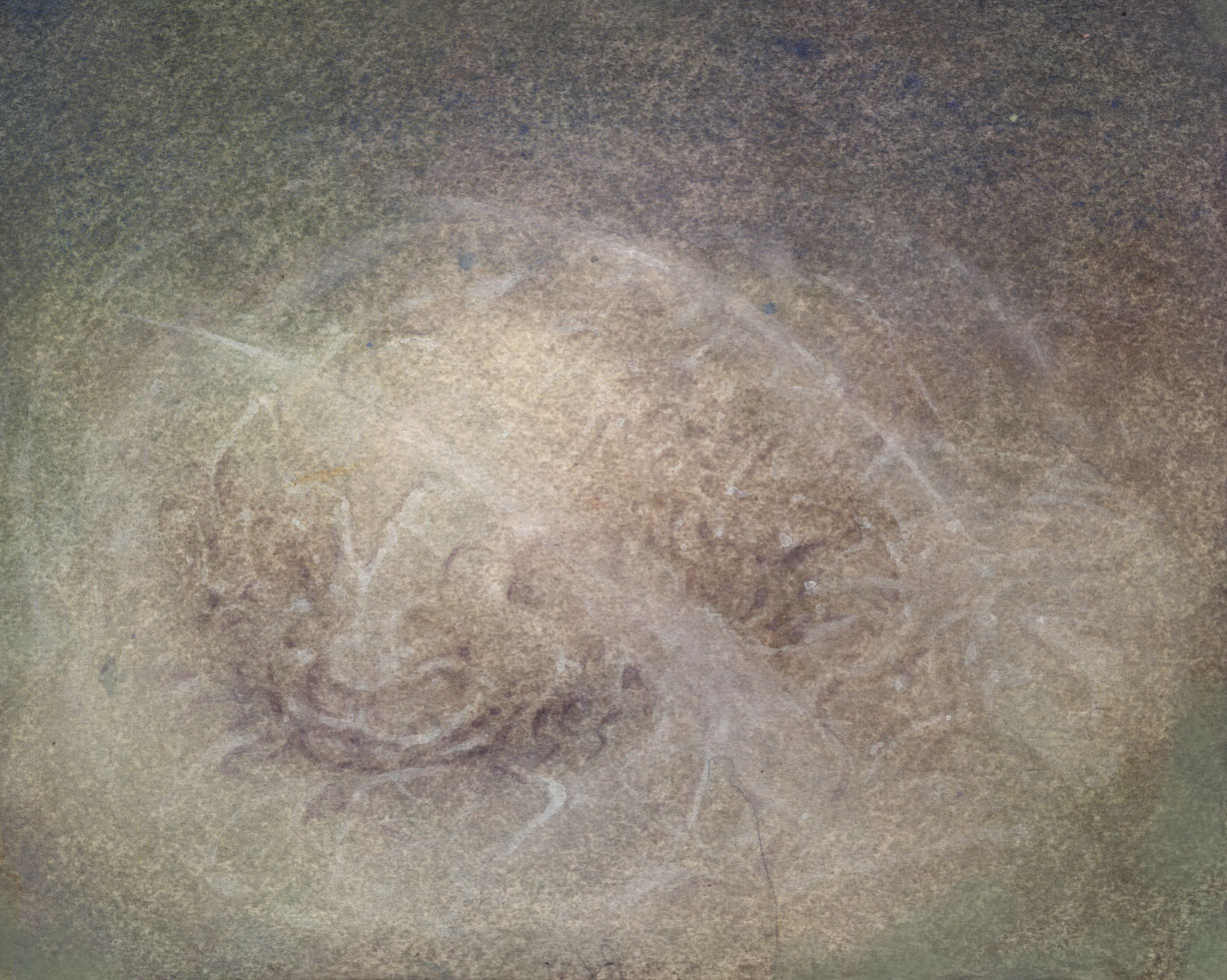 archetexturalateralus