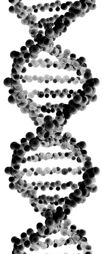 S_DNA molecule