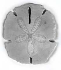 S_sand_dollar