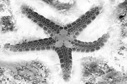 S_starfish (1)