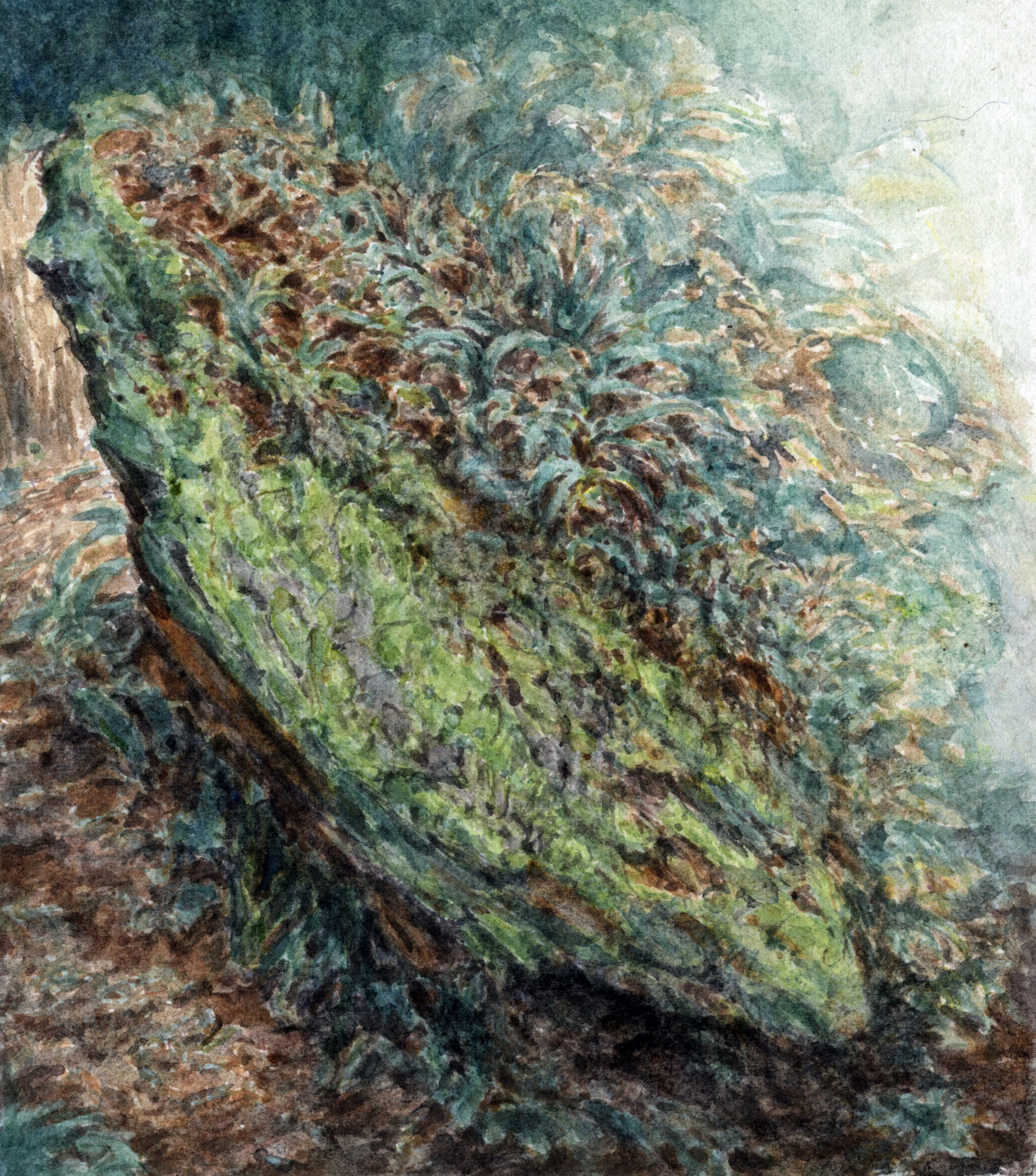 archytextastralateralus